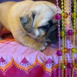 Pug Puppies from Briggs Family Pugs
