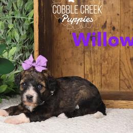 Willow - Sable female Bernedoodle puppy in Heyworth, Illinois from Cobble Creek Puppies