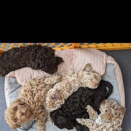 Labradoodle Puppies from Tug Hill Mini Labradoodles