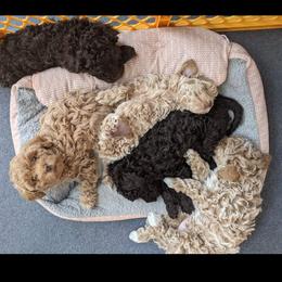 Labradoodle Puppies from Tug Hill Mini Labradoodles