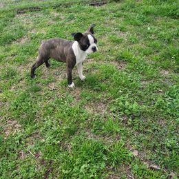 Pipper - Boston Terrier