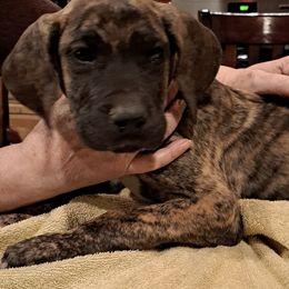 Great Danes from Lentz Great Danes