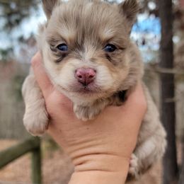 Boy 1 - Merle male Pomsky puppy in Gladstone, Virginia from Rustic Charms Miniature Huskys