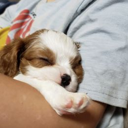 Cavalier King Charles Spaniel Puppies from The Heritage Garden