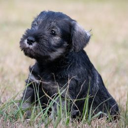 Polly Pocket - Salt and pepper female Miniature Schnauzer puppy in Folkston, Georgia from Poplar Creek Miniature Schnauzers