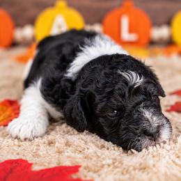 Cider - Tri-color male Bernedoodle puppy in Erda, Utah from Country Lane Doodles