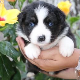 BTF1 - Prissy X Sloan - Black tri female Miniature Australian Shepherd puppy in Goliad, Texas from Sassy Lil Aussies and Diamond W Poodles