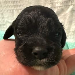 Cinna - Black and white male Cockapoo puppy in Williamston, South Carolina from Sassy Bob’s Dogs