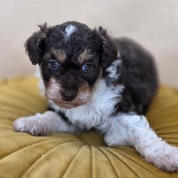 Sully - Tri-color male Bernedoodle puppy in Decatur, Tennessee from Diamond's Doodles