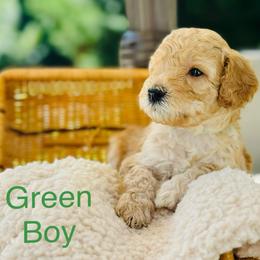 Green Boy - Parti male Goldendoodle puppy in Kitsap County, Washington from Amazing Grace Doodles