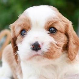 Cavalier King Charles Spaniels from Applewood Cavaliers