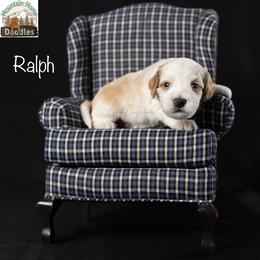 Ralph - Apricot male Australian Labradoodle puppy in Cashmere, Washington from Mountain Home Doodles