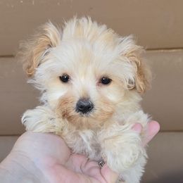 Pixie - Sable female Yorkipoo puppy in Lebanon, Kentucky from Mosaic Merle Doodles