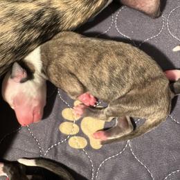 Boy 1 - male Whippet puppy in Brooksville, Florida from Phasion Whippets Kimberly & Paul Norton Sr.