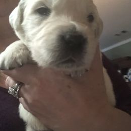 Golden Retriever Puppies from Grace N Goldens