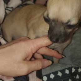 Ginger Snaps - Chihuahua