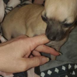 Ginger Snaps - Chihuahua
