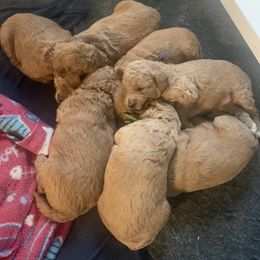 Bernedoodle and Goldendoodle Puppies from Brunsman Country Doodles LLC