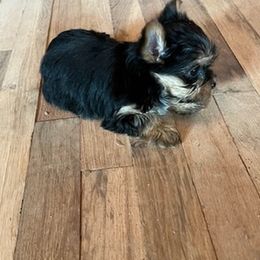 Yorkshire Terriers from Sharon's Yorkies