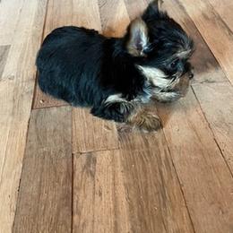 Yorkshire Terriers from Sharon's Yorkies