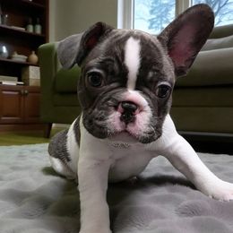 Purple girl - Brindle and white female French Bulldog puppy in Jacksonville, Florida from Friendly Acres French Bulldogs