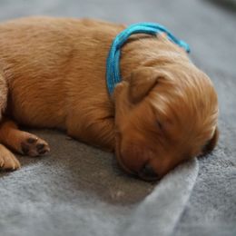 Blue Girl - Dark golden female Golden Retriever puppy in Ozark, Alabama from Nomadic Reds Golden Retrievers