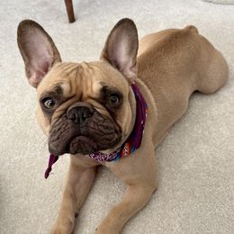 Peanut - French Bulldog