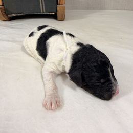 Comet - Parti male Poodle puppy in Luana, Iowa from Country View Bernedoodles and Goldendoodles