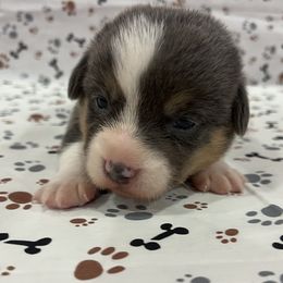 Woodrow - Blue male Pembroke Welsh Corgi puppy in Fayetteville, Tennessee from Sulphur Springs Corgis