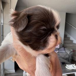 Zipp - Liver and white male Shih Tzu puppy in Bentonville, Arkansas from T & D Dachshunds by design