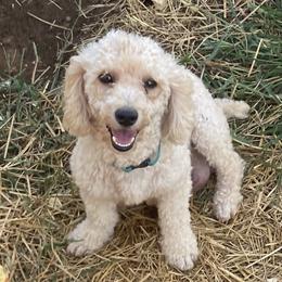Nellie - Poodle