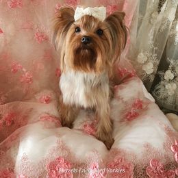 ✨👑 Alitalia 👑✨ - Yorkshire Terrier