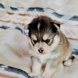 Buddy - Black and white male Pomsky puppy in Greencastle, Indiana from JDpomskies