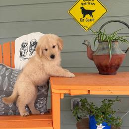 Murphy - Light golden male Golden Retriever puppy in Saint Pauls, North Carolina from Copperfield’s Goldens