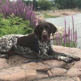 German Shorthaired Pointers from Aus Dem Norden GSP’s