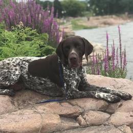 German Shorthaired Pointers from Aus Dem Norden GSP’s