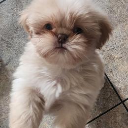 Finn - Cream and white male Shih Tzu puppy in Sapulpa, Oklahoma from Faith Hope and Love Shih Tzu's
