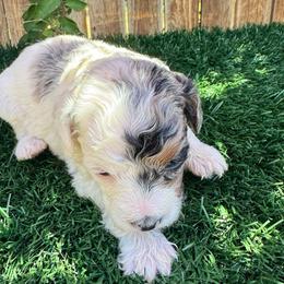 Cinderella - Blue merle female Aussiedoodle puppy in Bakersfield, California from Annie's Aussies