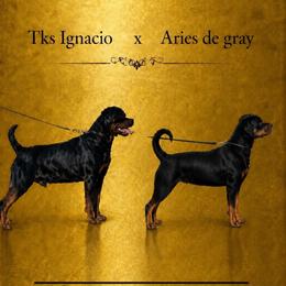 Rottweiler puppies from Gray Kennels Rottweilers