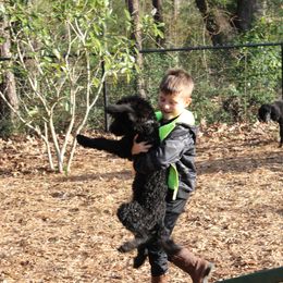 Poodle Puppies from Simply Standard Poodles