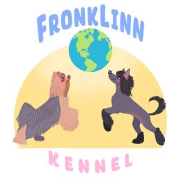 Tiny girl - Blue and gold female Yorkshire Terrier puppy in New Smyrna Beach, Florida from FronkLinn Kennel