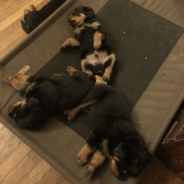 Rottweiler Puppies from Von Witkamp Rottweilers