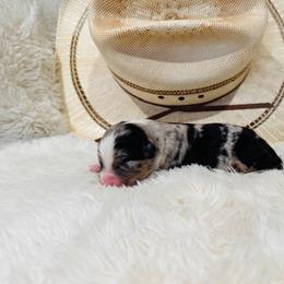 'Meg' - Blue merle female Australian Shepherd puppy in Durand, Wisconsin from Larson’s Legacy Aussome Aussie Kennels