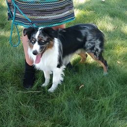 Miniature Australian Shepherd All Grown Up from Antelope Hill Aussies