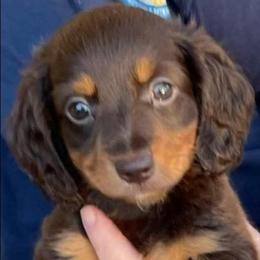 PRECIOUS - Chocolate and tan female Dachshund puppy in Paradise, Texas from C and J Minis