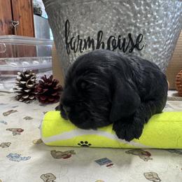 Boy 1 - Black and white male Cocker Spaniel puppy in Phil Campbell, Alabama from Sandra Clark's Cocker Spaniels