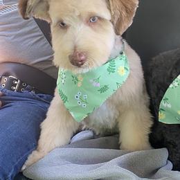 JJ - Aussiedoodle