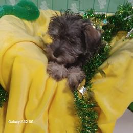 Cole - Salt and pepper male Miniature Schnauzer puppy in Ogema, Minnesota from Belinda Donley's Miniature Schnauzer