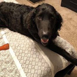 Goldendoodle All Grown Up from Simply Doodles LLC