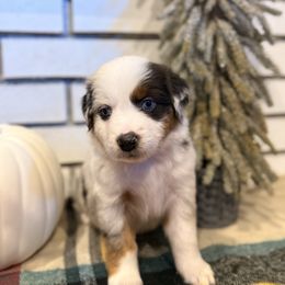 Salem - Blue merle male Miniature Australian Shepherd puppy in Oak Harbor, Washington from Happy-Go-Lucky Homestead